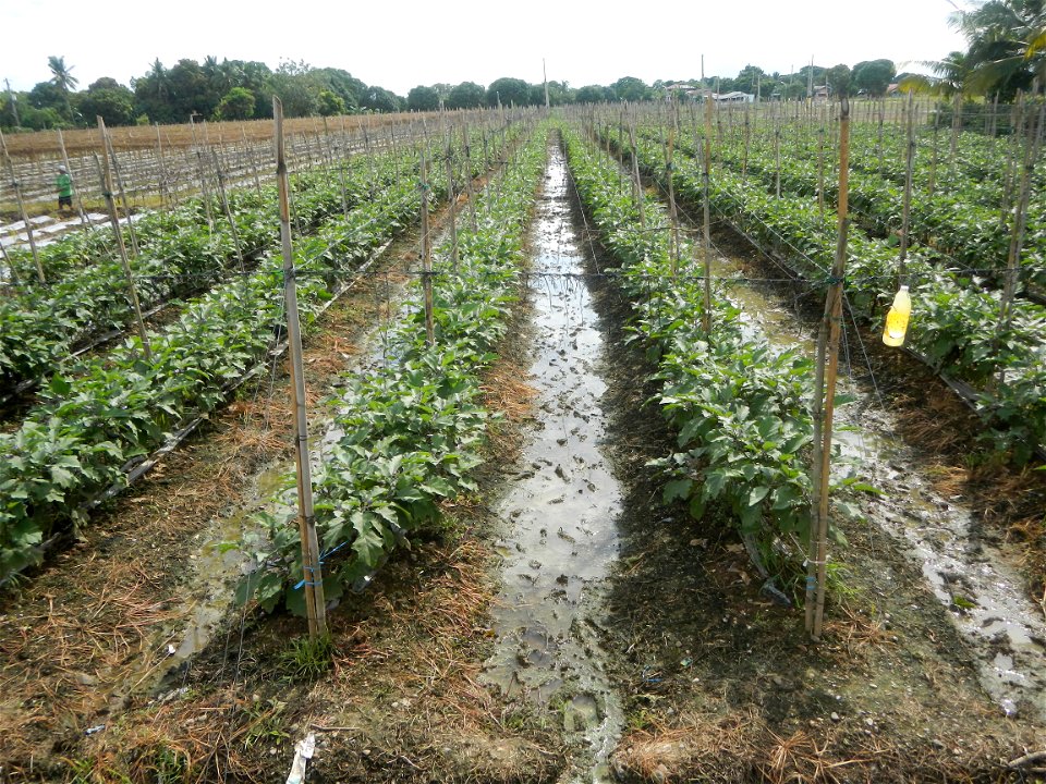 La Jardin Baliwag Home of Divine Mercy & Retreat House (Catulinan,  Baliuag, Bulacan)  14°58'5"N 120°52'36"E Siling mahaba Sileng-haba (Tag.) Capsicum annuum Banana peppers var. longum C. annuum v