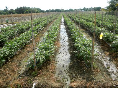 La Jardin Baliwag Home of Divine Mercy & Retreat House (Catulinan,  Baliuag, Bulacan)  14°58'5"N 120°52'36"E Siling mahaba Sileng-haba (Tag.) Capsicum annuum Banana peppers var. longum C. annuum v