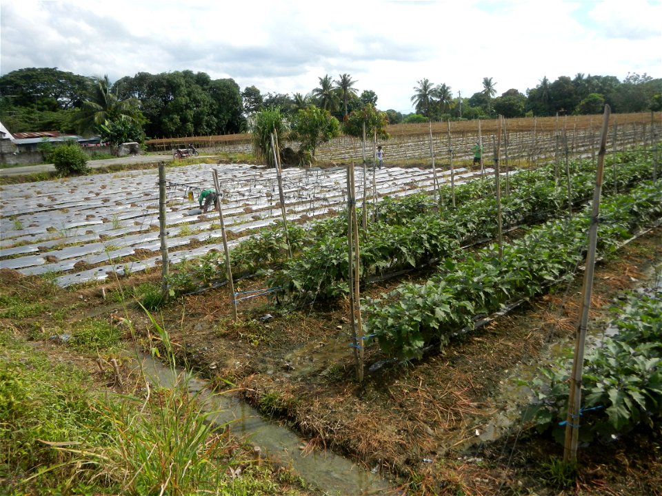La Jardin Baliwag Home of Divine Mercy & Retreat House (Catulinan,  Baliuag, Bulacan)  14°58'5"N 120°52'36"E Siling mahaba Sileng-haba (Tag.) Capsicum annuum Banana peppers var. longum C. annuum v