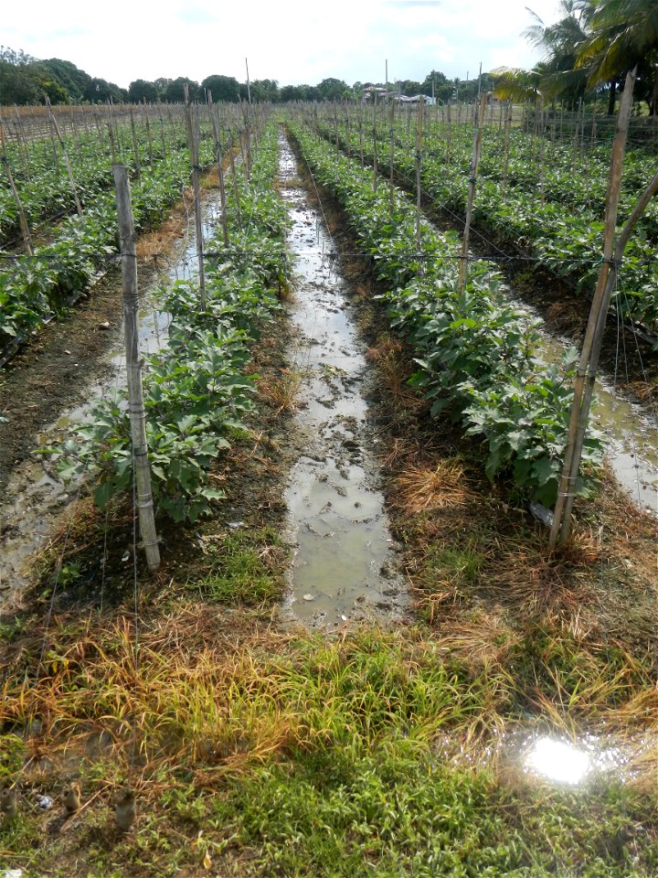 La Jardin Baliwag Home of Divine Mercy & Retreat House (Catulinan,  Baliuag, Bulacan)  14°58'5"N 120°52'36"E Siling mahaba Sileng-haba (Tag.) Capsicum annuum Banana peppers var. longum C. annuum v