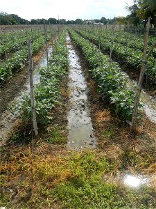 La Jardin Baliwag Home of Divine Mercy & Retreat House (Catulinan,  Baliuag, Bulacan)  14°58'5"N 120°52'36"E Siling mahaba Sileng-haba (Tag.) Capsicum annuum Banana peppers var. longum C. annuum v