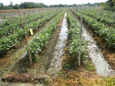 La Jardin Baliwag Home of Divine Mercy & Retreat House (Catulinan,  Baliuag, Bulacan)  14°58'5"N 120°52'36"E Siling mahaba Sileng-haba (Tag.) Capsicum annuum Banana peppers var. longum C. annuum v
