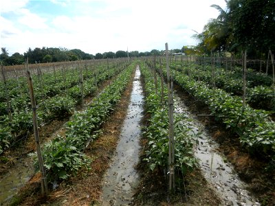 La Jardin Baliwag Home of Divine Mercy & Retreat House (Catulinan,  Baliuag, Bulacan)  14°58'5"N 120°52'36"E Siling mahaba Sileng-haba (Tag.) Capsicum annuum Banana peppers var. longum C. annuum v