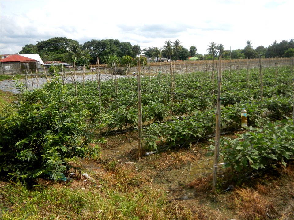 La Jardin Baliwag Home of Divine Mercy & Retreat House (Catulinan,  Baliuag, Bulacan)  14°58'5"N 120°52'36"E Siling mahaba Sileng-haba (Tag.) Capsicum annuum Banana peppers var. longum C. annuum v