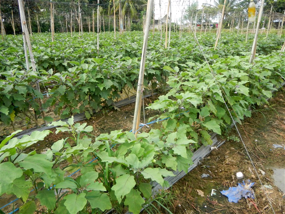 La Jardin Baliwag Home of Divine Mercy & Retreat House (Catulinan,  Baliuag, Bulacan)  14°58'5"N 120°52'36"E Siling mahaba Sileng-haba (Tag.) Capsicum annuum Banana peppers var. longum C. annuum v