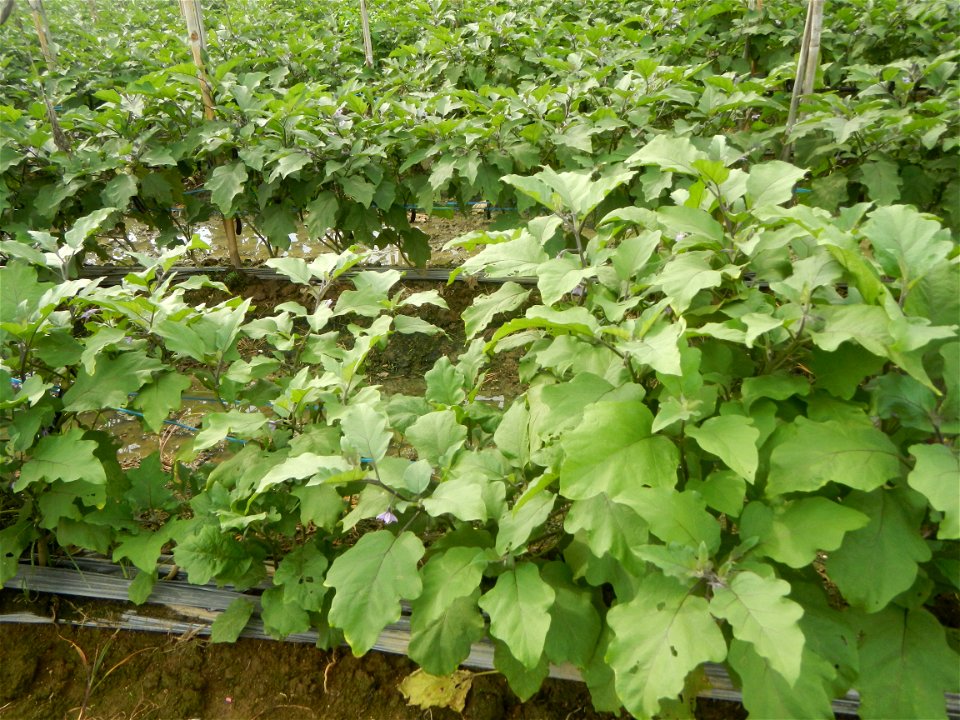 La Jardin Baliwag Home of Divine Mercy & Retreat House (Catulinan,  Baliuag, Bulacan)  14°58'5"N 120°52'36"E Siling mahaba Sileng-haba (Tag.) Capsicum annuum Banana peppers var. longum C. annuum v