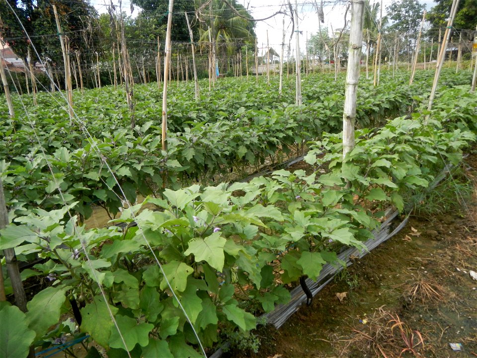 La Jardin Baliwag Home of Divine Mercy & Retreat House (Catulinan,  Baliuag, Bulacan)  14°58'5"N 120°52'36"E Siling mahaba Sileng-haba (Tag.) Capsicum annuum Banana peppers var. longum C. annuum v
