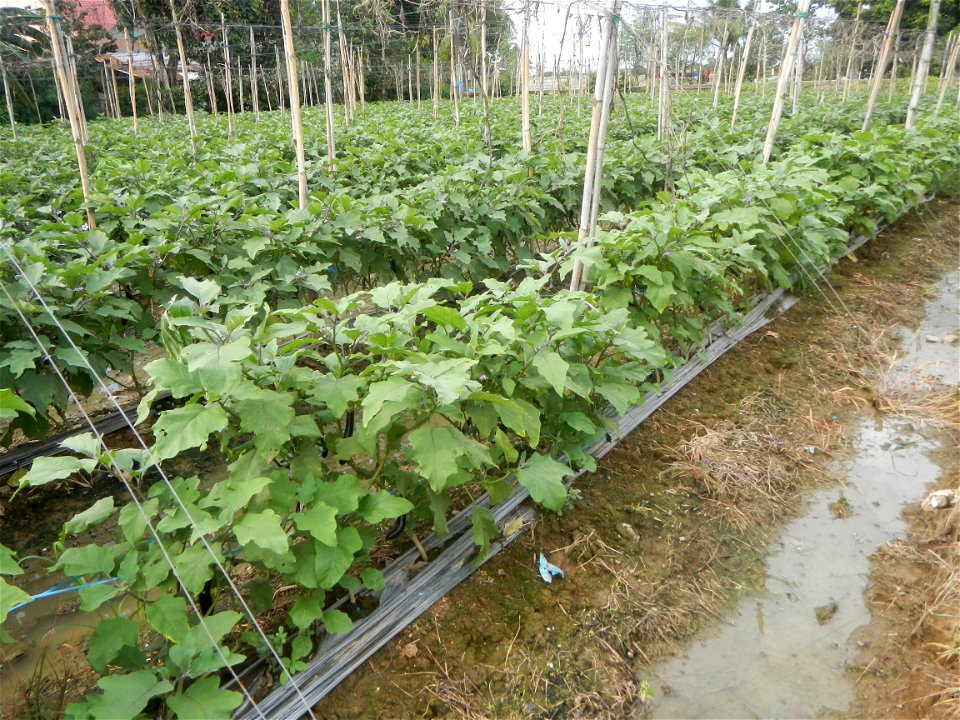 La Jardin Baliwag Home of Divine Mercy & Retreat House (Catulinan,  Baliuag, Bulacan)  14°58'5"N 120°52'36"E Siling mahaba Sileng-haba (Tag.) Capsicum annuum Banana peppers var. longum C. annuum v