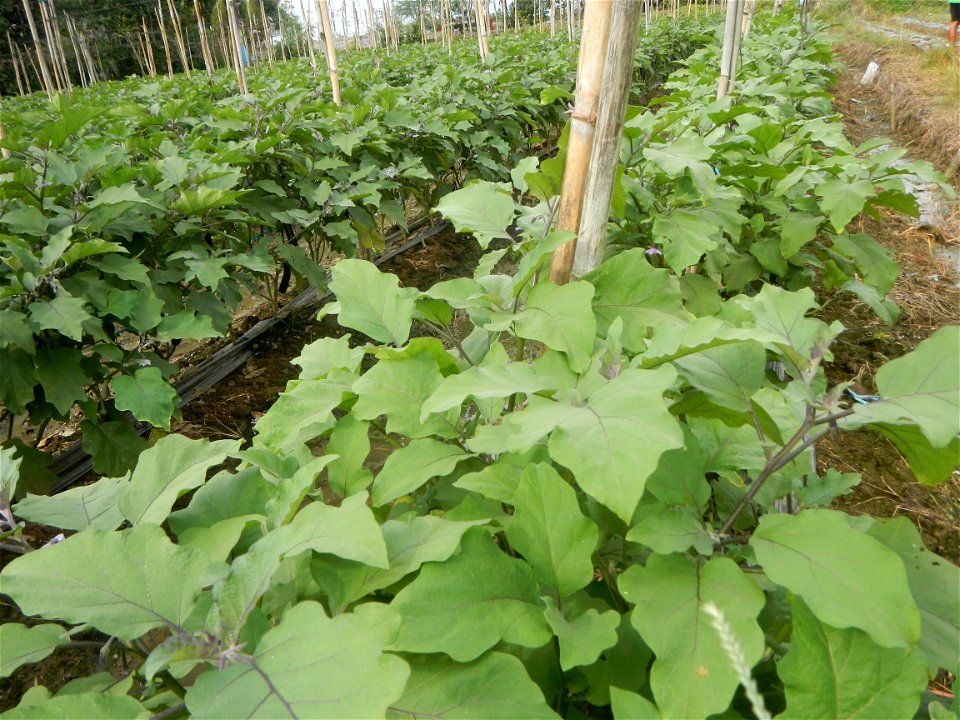 La Jardin Baliwag Home of Divine Mercy & Retreat House (Catulinan,  Baliuag, Bulacan)  14°58'5"N 120°52'36"E Siling mahaba Sileng-haba (Tag.) Capsicum annuum Banana peppers var. longum C. annuum v