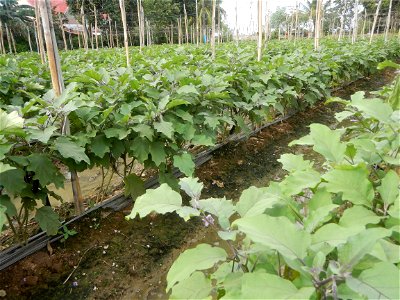 Siling mahaba Sileng-haba (Tag.) Capsicum annuum Banana peppers var. longum C. annuum var. longum Sendt. Capsicum annuum var. longum in the Philippines; Solanum melongena fields in the Philippines Gra