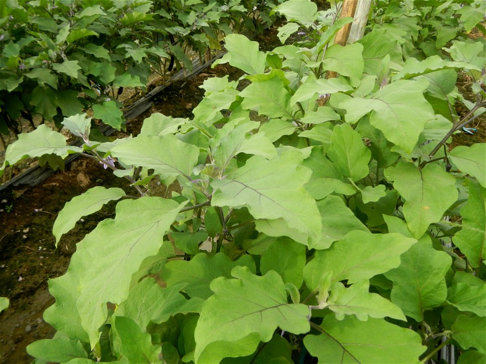 Siling mahaba Sileng-haba (Tag.) Capsicum annuum Banana peppers var. longum C. annuum var. longum Sendt. Capsicum annuum var. longum in the Philippines; Solanum melongena fields in the Philippines Gra