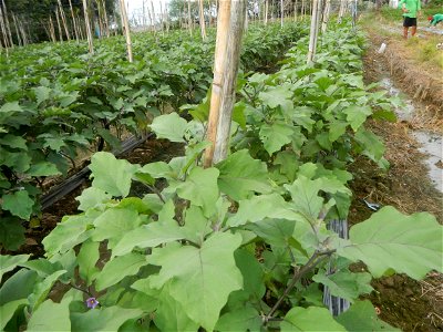 Siling mahaba Sileng-haba (Tag.) Capsicum annuum Banana peppers var. longum C. annuum var. longum Sendt. Capsicum annuum var. longum in the Philippines; Solanum melongena fields in the Philippines Gra