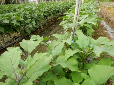 Siling mahaba Sileng-haba (Tag.) Capsicum annuum Banana peppers var. longum C. annuum var. longum Sendt. Capsicum annuum var. longum in the Philippines; Solanum melongena fields in the Philippines Gra