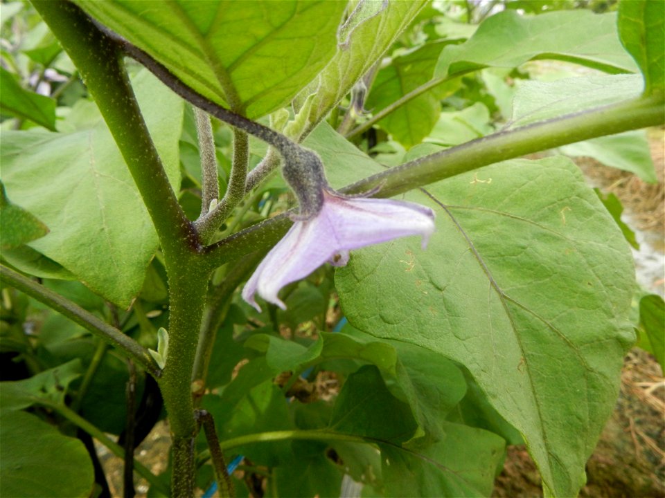 Siling mahaba Sileng-haba (Tag.) Capsicum annuum Banana peppers var. longum C. annuum var. longum Sendt. Capsicum annuum var. longum in the Philippines; Solanum melongena fields in the Philippines Gra