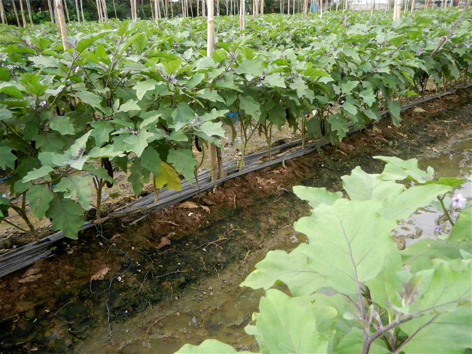 Siling mahaba Sileng-haba (Tag.) Capsicum annuum Banana peppers var. longum C. annuum var. longum Sendt. Capsicum annuum var. longum in the Philippines; Solanum melongena fields in the Philippines Gra