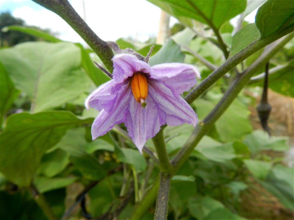 Siling mahaba Sileng-haba (Tag.) Capsicum annuum Banana peppers var. longum C. annuum var. longum Sendt. Capsicum annuum var. longum in the Philippines; Solanum melongena fields in the Philippines Gra