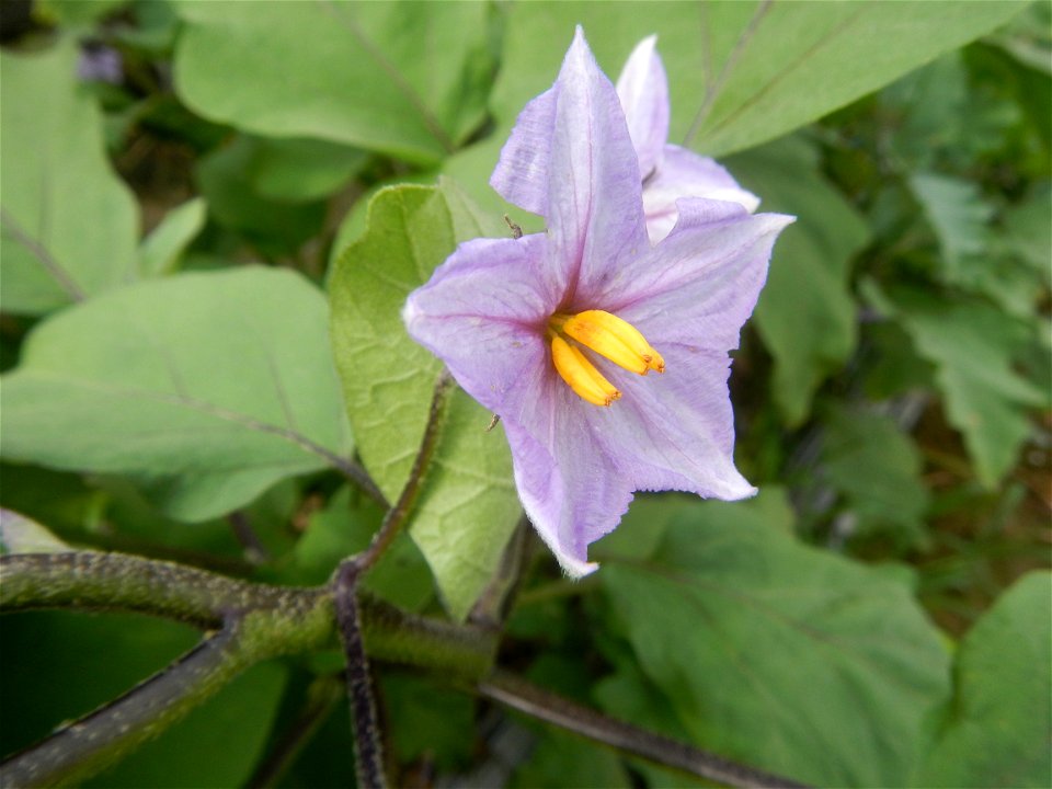 Siling mahaba Sileng-haba (Tag.) Capsicum annuum Banana peppers var. longum C. annuum var. longum Sendt. Capsicum annuum var. longum in the Philippines; Solanum melongena fields in the Philippines Gra
