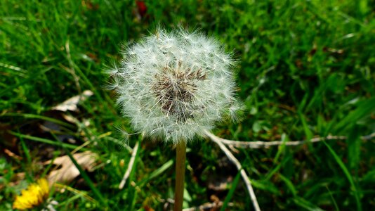 Plant growth prairie