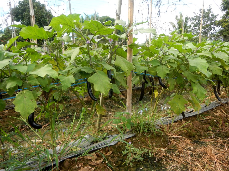 Siling mahaba Sileng-haba (Tag.) Capsicum annuum Banana peppers var. longum C. annuum var. longum Sendt. Capsicum annuum var. longum in the Philippines; Solanum melongena fields in the Philippines Gra