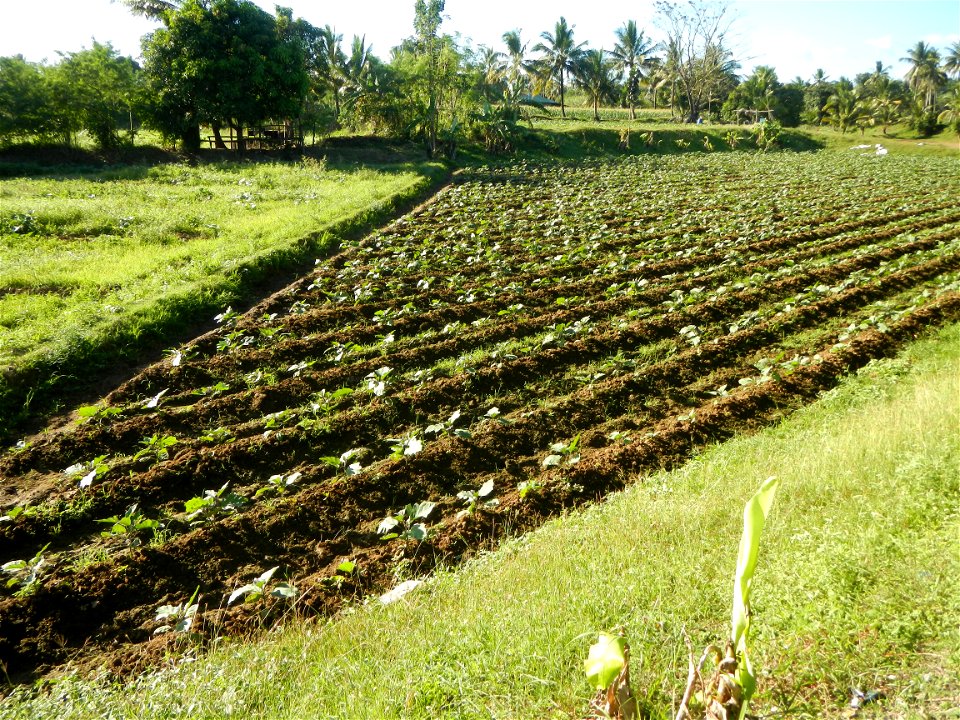 Solanum melongena fields in the Philippines, Matictic-Pinagtulayan, Norzagaray, Bulacan Farm to Market Road in Barangay Pinagtulayan, beside Bakas, Matictic Norzagaray Bulacan River (Amador C. Dela Me