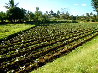 Solanum melongena fields in the Philippines, Matictic-Pinagtulayan, Norzagaray, Bulacan Farm to Market Road in Barangay Pinagtulayan, beside Bakas, Matictic Norzagaray Bulacan River (Amador C. Dela Me