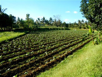 Solanum melongena fields in the Philippines, Matictic-Pinagtulayan, Norzagaray, Bulacan Farm to Market Road in Barangay Pinagtulayan, beside Bakas, Matictic Norzagaray Bulacan River (Amador C. Dela Me