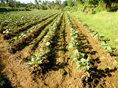 Solanum melongena fields in the Philippines, Matictic-Pinagtulayan, Norzagaray, Bulacan Farm to Market Road in Barangay Pinagtulayan, beside Bakas, Matictic Norzagaray Bulacan River (Amador C. Dela Me