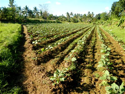 Solanum melongena fields in the Philippines, Matictic-Pinagtulayan, Norzagaray, Bulacan Farm to Market Road in Barangay Pinagtulayan, beside Bakas, Matictic Norzagaray Bulacan River (Amador C. Dela Me