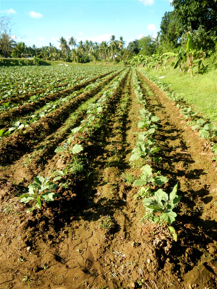 Solanum melongena fields in the Philippines, Matictic-Pinagtulayan, Norzagaray, Bulacan Farm to Market Road in Barangay Pinagtulayan, beside Bakas, Matictic Norzagaray Bulacan River (Amador C. Dela Me