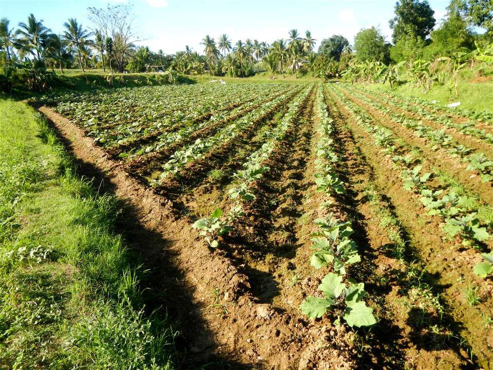 Solanum melongena fields in the Philippines, Matictic-Pinagtulayan, Norzagaray, Bulacan Farm to Market Road in Barangay Pinagtulayan, beside Bakas, Matictic Norzagaray Bulacan River (Amador C. Dela Me
