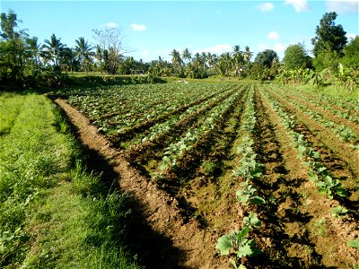 Solanum melongena fields in the Philippines, Matictic-Pinagtulayan, Norzagaray, Bulacan Farm to Market Road in Barangay Pinagtulayan, beside Bakas, Matictic Norzagaray Bulacan River (Amador C. Dela Me