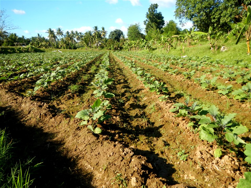 Solanum melongena fields in the Philippines, Matictic-Pinagtulayan, Norzagaray, Bulacan Farm to Market Road in Barangay Pinagtulayan, beside Bakas, Matictic Norzagaray Bulacan River (Amador C. Dela Me