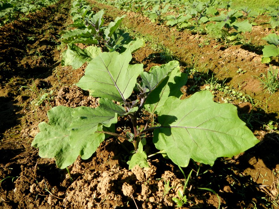 Solanum melongena fields in the Philippines, Matictic-Pinagtulayan, Norzagaray, Bulacan Farm to Market Road in Barangay Pinagtulayan, beside Bakas, Matictic Norzagaray Bulacan River (Amador C. Dela Me