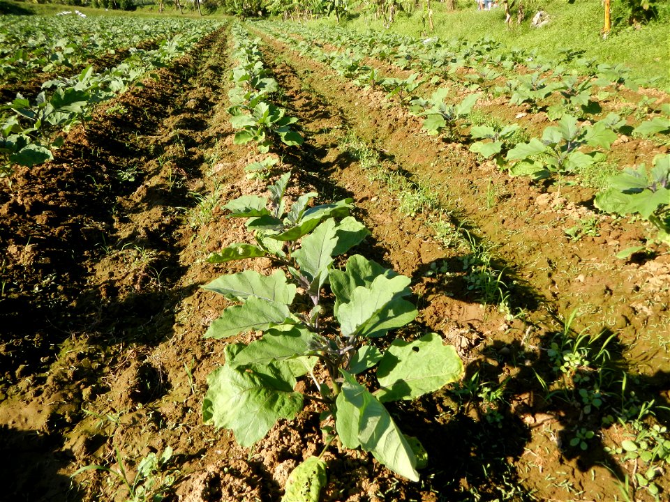 Solanum melongena fields in the Philippines, Matictic-Pinagtulayan, Norzagaray, Bulacan Farm to Market Road in Barangay Pinagtulayan, beside Bakas, Matictic Norzagaray Bulacan River (Amador C. Dela Me