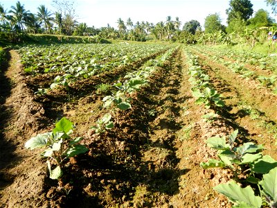 Solanum melongena fields in the Philippines, Matictic-Pinagtulayan, Norzagaray, Bulacan Farm to Market Road in Barangay Pinagtulayan, beside Bakas, Matictic Norzagaray Bulacan River (Amador C. Dela Me