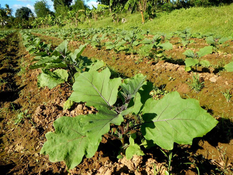 Solanum melongena fields in the Philippines, Matictic-Pinagtulayan, Norzagaray, Bulacan Farm to Market Road in Barangay Pinagtulayan, beside Bakas, Matictic Norzagaray Bulacan River (Amador C. Dela Me