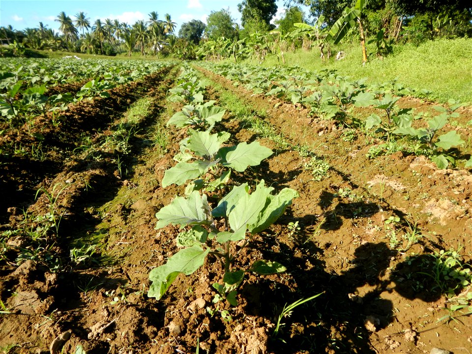 Solanum melongena fields in the Philippines, Matictic-Pinagtulayan, Norzagaray, Bulacan Farm to Market Road in Barangay Pinagtulayan, beside Bakas, Matictic Norzagaray Bulacan River (Amador C. Dela Me