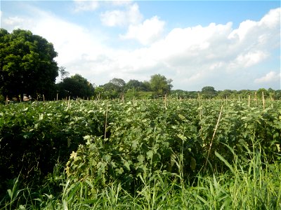 Solanum melongena fields in Taal, Pulilan, Bulacan in Barangay Taal 14°54'35"N   120°52'48"E Pulilan, Bulacan Vegetable plantations from the  Pulilan-Baliuag interior National Road and towards along P