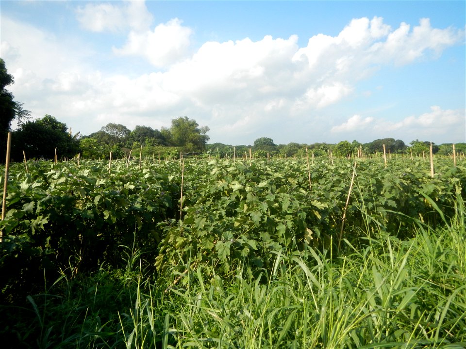 Solanum melongena fields in Taal, Pulilan, Bulacan in Barangay Taal 14°54'35"N   120°52'48"E Pulilan, Bulacan Vegetable plantations from the  Pulilan-Baliuag interior National Road and towards along P