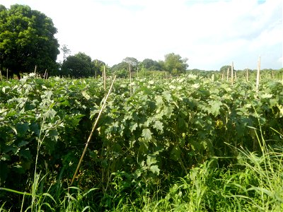 Solanum melongena fields in Taal, Pulilan, Bulacan in Barangay Taal 14°54'35"N   120°52'48"E Pulilan, Bulacan Vegetable plantations from the  Pulilan-Baliuag interior National Road and towards along P