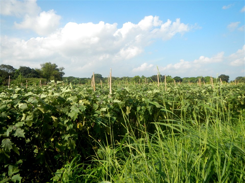 Solanum melongena fields in Taal, Pulilan, Bulacan in Barangay Taal 14°54'35"N   120°52'48"E Pulilan, Bulacan Vegetable plantations from the  Pulilan-Baliuag interior National Road and towards along P