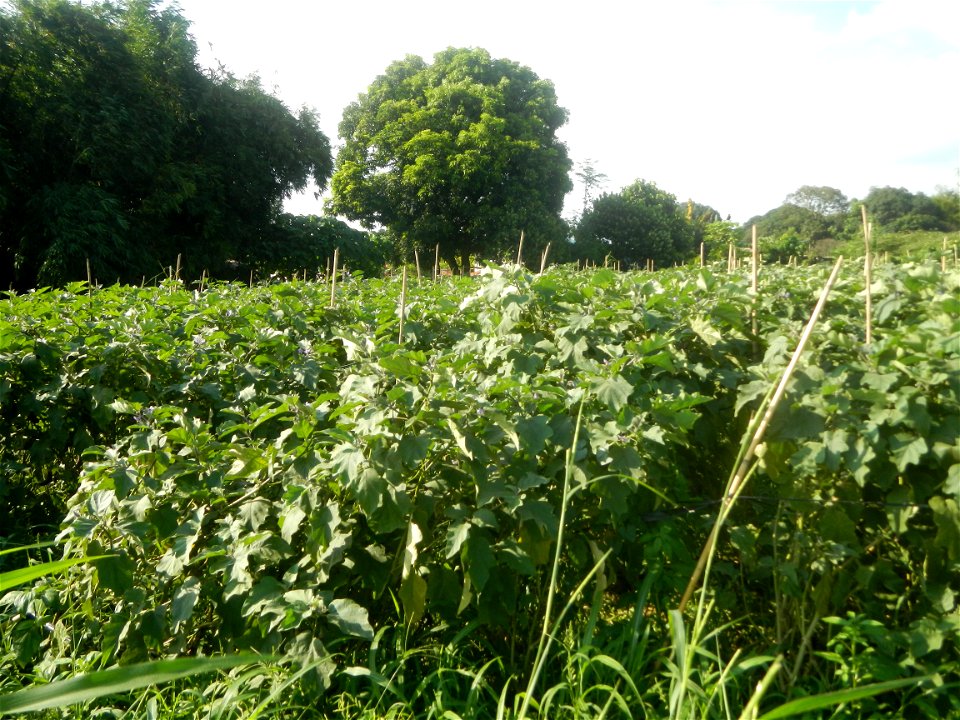 Solanum melongena fields in Taal, Pulilan, Bulacan in Barangay Taal 14°54'35"N   120°52'48"E Pulilan, Bulacan Vegetable plantations from the  Pulilan-Baliuag interior National Road and towards along P