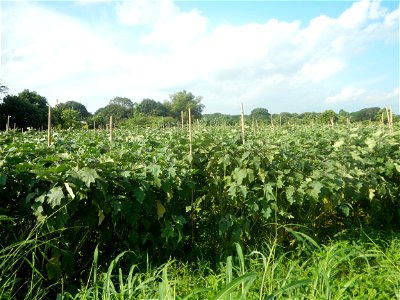 Solanum melongena fields in Taal, Pulilan, Bulacan in Barangay Taal 14°54'35"N   120°52'48"E Pulilan, Bulacan Vegetable plantations from the  Pulilan-Baliuag interior National Road and towards along P