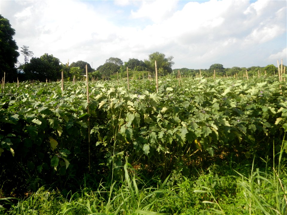 Solanum melongena fields in Taal, Pulilan, Bulacan in Barangay Taal 14°54'35"N   120°52'48"E Pulilan, Bulacan Vegetable plantations from the  Pulilan-Baliuag interior National Road and towards along P