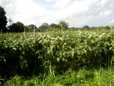 Solanum melongena fields in Taal, Pulilan, Bulacan in Barangay Taal 14°54'35"N   120°52'48"E Pulilan, Bulacan Vegetable plantations from the  Pulilan-Baliuag interior National Road and towards along P