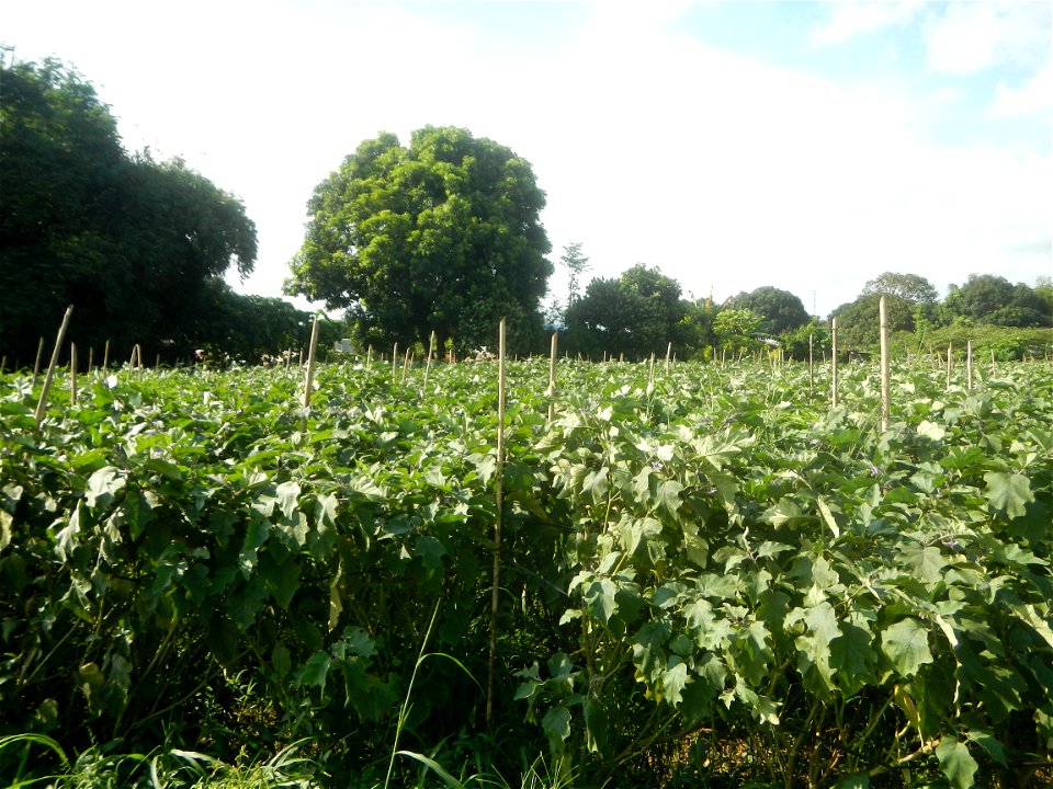 Solanum melongena fields in Taal, Pulilan, Bulacan in Barangay Taal 14°54'35"N   120°52'48"E Pulilan, Bulacan Vegetable plantations from the  Pulilan-Baliuag interior National Road and towards along P