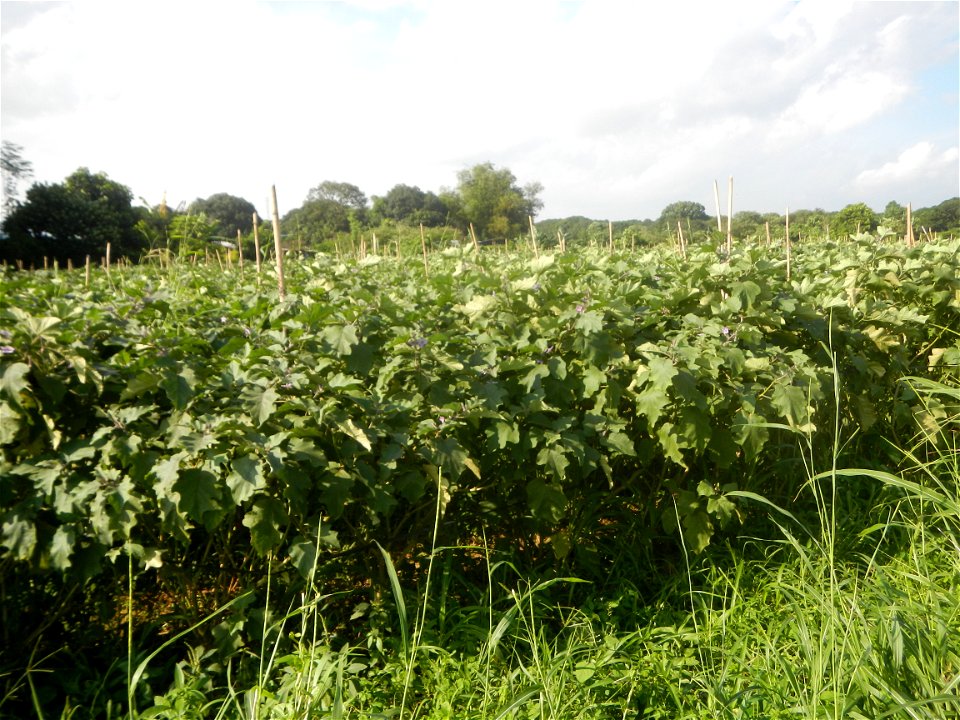 Solanum melongena fields in Taal, Pulilan, Bulacan in Barangay Taal 14°54'35"N   120°52'48"E Pulilan, Bulacan Vegetable plantations from the  Pulilan-Baliuag interior National Road and towards along P