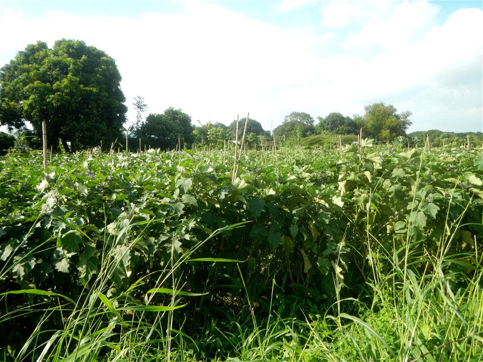 Solanum melongena fields in Taal, Pulilan, Bulacan in Barangay Taal 14°54'35"N   120°52'48"E Pulilan, Bulacan Vegetable plantations from the  Pulilan-Baliuag interior National Road and towards along P