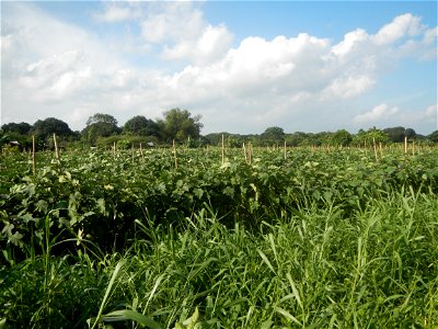 Solanum melongena fields in Taal, Pulilan, Bulacan in Barangay Taal 14°54'35"N   120°52'48"E Pulilan, Bulacan Vegetable plantations from the  Pulilan-Baliuag interior National Road and towards along P