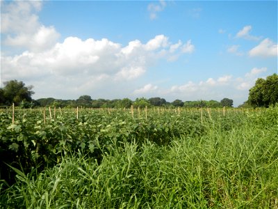 Solanum melongena fields in Taal, Pulilan, Bulacan in Barangay Taal 14°54'35"N   120°52'48"E Pulilan, Bulacan Vegetable plantations from the  Pulilan-Baliuag interior National Road and towards along P